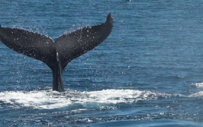 Queensland Yacht Charters: Discovering Whitsunday Wildlife