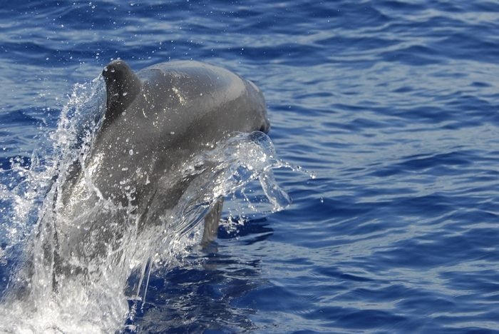 dolphin whitsundays