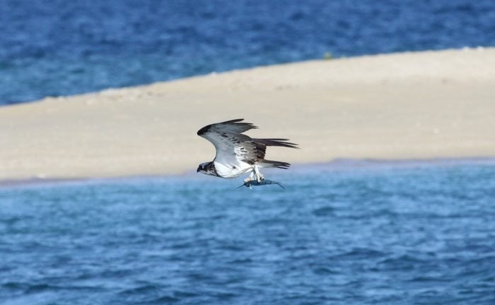 sea eagle whitsundays