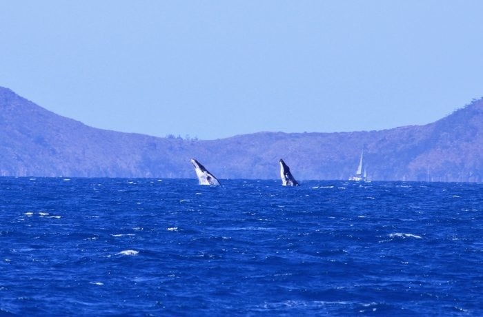 whales whitsunday