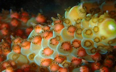 Whitsundays Coral Spawning 2018